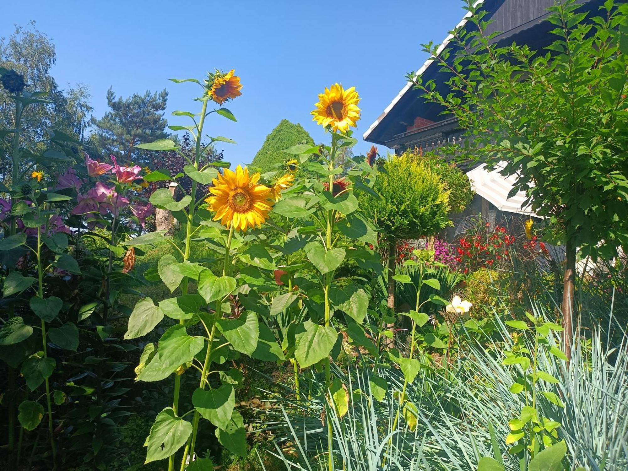 Hortus Apartament Z Klimatyzacja ブンツラウ エクステリア 写真